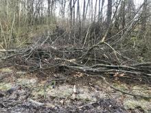 Reste von der Entastung