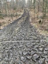 Waldboden massiv gestört