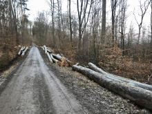 Überall im Wald lagert das geschlagene Holz