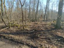 Abholzungen mit Fahrzeugen im Wald