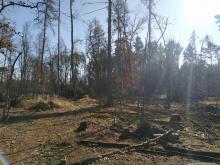 Kaputte, abgestorbene Bäume