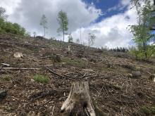Kahlschlag nahe Altkönig