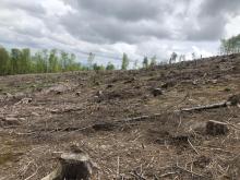 Gebiet naher weißer Mauer
