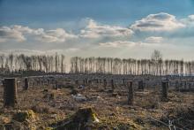 Großflächige Abholzung auf der Marienberger Höhe