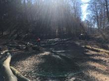 Gefällte Bäume im Naturschutzgebiet Gillesbachtal (Eifel)