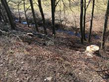 Gefällte Bäume im Naturschutzgebiet Gillesbachtal (Eifel)