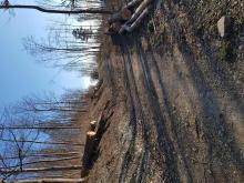 Erneuter Kahlschlag März 2022