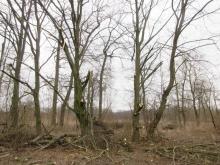 22_02_03 Baumschnitt