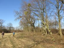 22_02_04 Baumschnitt