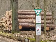 Viele gefällte Bäume aufeinander gestapelt