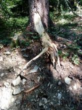 Wurzelschäden durch tonnenschwere Arbeitsmaschinen