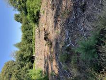 Bereich des Kahlschlags