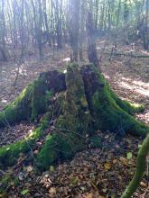 Baumstümpfe weisen auf ehemals bessere Altersmischung hin!