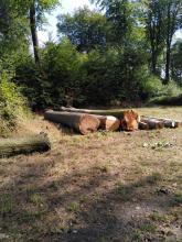 Auflichtungen und Holzernte gehen weiter