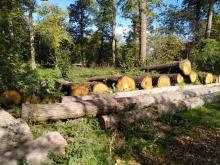 Zum Verkauf bereit: Laubbäume aus dem Venner Moor (NSG)