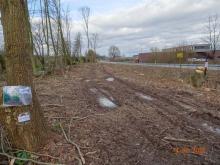 Kahlschlag und Holzernte mitten in Horstmar!