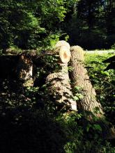 Neben einem Wanderweg auf Wallgelände....