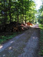 Holzstapel auch im Schutzgebiet