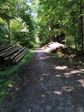 Überall geschlagenes Holz - NSG