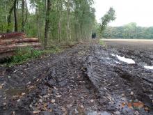 Waldverjüngung extrem und Böden verdichtet!