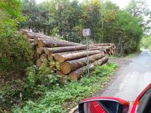 Waldrand-Zerstörungen durch Holzablagerungen