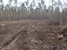 Kahlschlagfläche Viernheimer Wald vom 20.02.2022