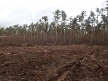 Kahlschlagfläche Viernheimer Wald vom 20.02.2022