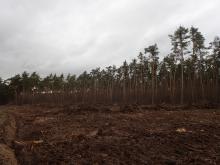 Kahlschlagfläche Viernheimer Wald vom 20.02.2022