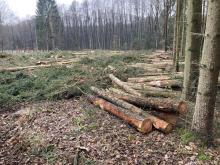 Kahlschlag im Naturschutzgebiet Barnstedt