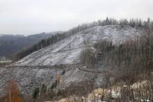 Kahlschlag an der Puderburg