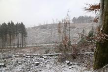 Kahlschlag Märchenweg Puderbach 1