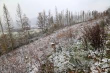 Kahlschlag Bad Laasphe - Rote Hardt 1