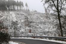Kahlschläge Kurvenstrecke L903 nach Puderbach 1