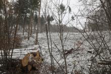 Abholzung W/S-Flanke Unterer Stein