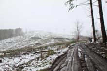 Wegespinne Puderbach Hainrot 1