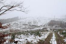 Wegespinne Puderbach Hainrot 4