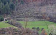 Douglasie, Am Stein, nördlich Puderbach 1