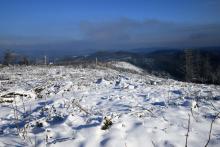 Kahlschlag am Stein, nördlich Puderbach und Richtung Didoll