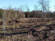 Aufforstung nach Kahlschlag_2, aufgenommen am 02.04.2021