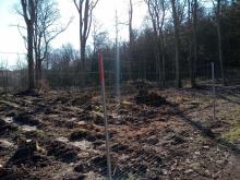 Aufforstung nach Kalschlag_3, aufgenommen am 02.04.2021