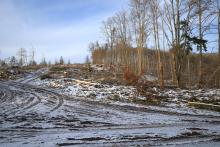 Buchen - zwischen Schweinskaute und In der Weidetal 3