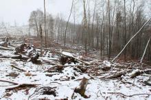 Sturm - umgestürzte Laubbäume unterhalb des Weges - Kahlschlag am Hang