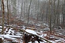 Sturm - umgestürzte Laubbäume unterhalb des Weges - Kahlschlag am Hang