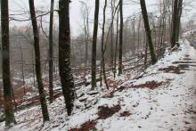 Buchen - zwischen Mittelköpfchen und Die Bracht 3