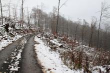 Buchen - zwischen Mittelköpfchen und Die Bracht 4