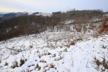 Zwischen &quot;Oberste Kirschköpfchen&quot; und &quot;Unterste Kirschköpfchen&quot;, N Puderbach