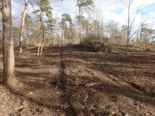 BreiteRückegasse mit Mulchmaterial