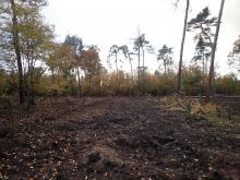 Kahlschlag auf 'Umbaufläche' im Kollekturwald