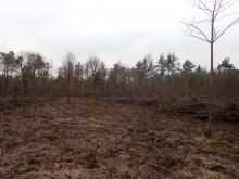 Staatswald im Käfertaler Wald (ForstBW), Kahlschlagfläche Bild 1
