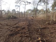 Kahlschlagfläche mit intensiver Bodenbearbeitung